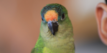 Things to consider before buying a bird as a pet