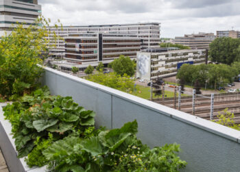How to grow herbs and vegetables for apartment dwellers