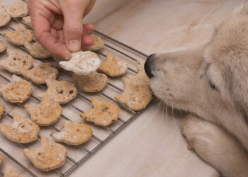 The one recipe dog chew that you need to learn