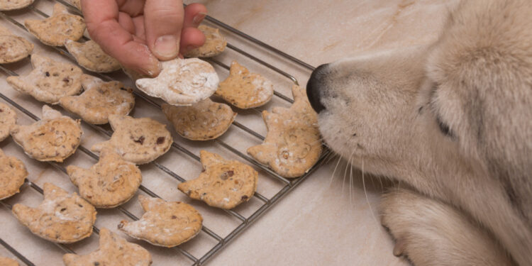 The one recipe dog chew that you need to learn
