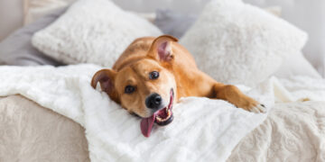 The pros and cons of letting your dogs sleep in bed with you