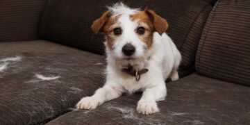 Tips to keep your home clean if you have indoor pets