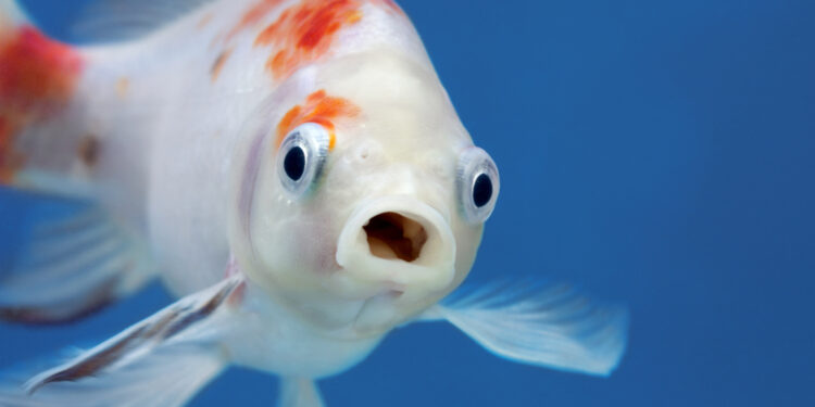 Do fish really have bad memories?