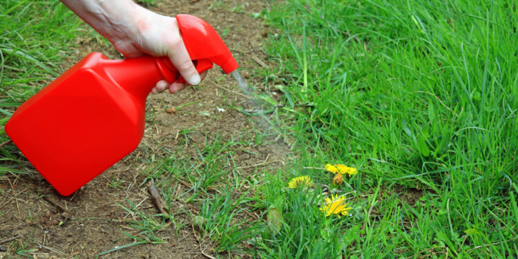 You really can make effective weed killing recipes at home
