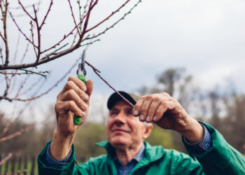 Want to know when to prune? This will answer all of your questions!