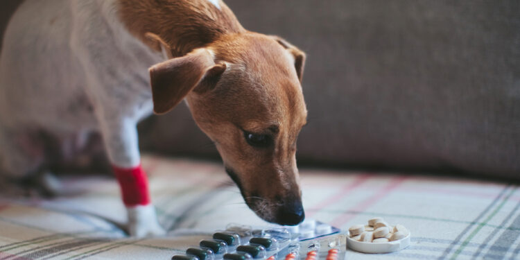 Understanding dog painkillers