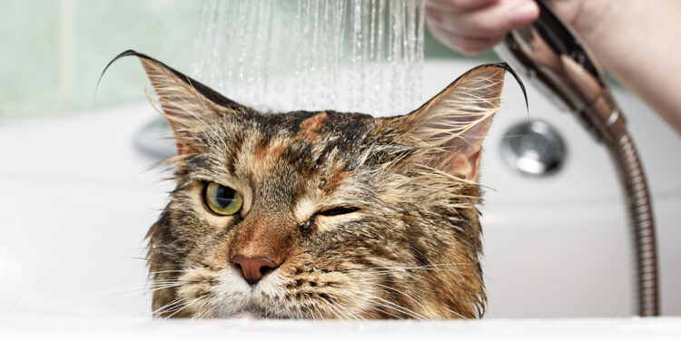 Adventures in cat bathing