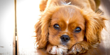 Why you need to stop looking for love and get a dog instead